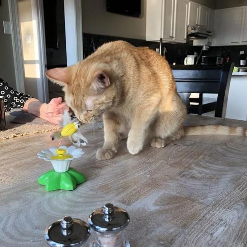 Rote Katze spielt mit gelbem Spielzeug auf Holztisch in moderner Küche.