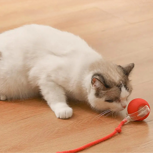 Weiße Katze spielt mit rotem Katzenspielzeug auf Holzboden.