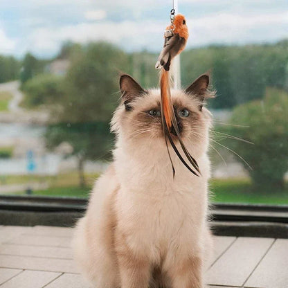 Ragdoll-Katze spielt mit Vogelspielzeug, beige Fell, blaue Augen, Fensterhintergrund.