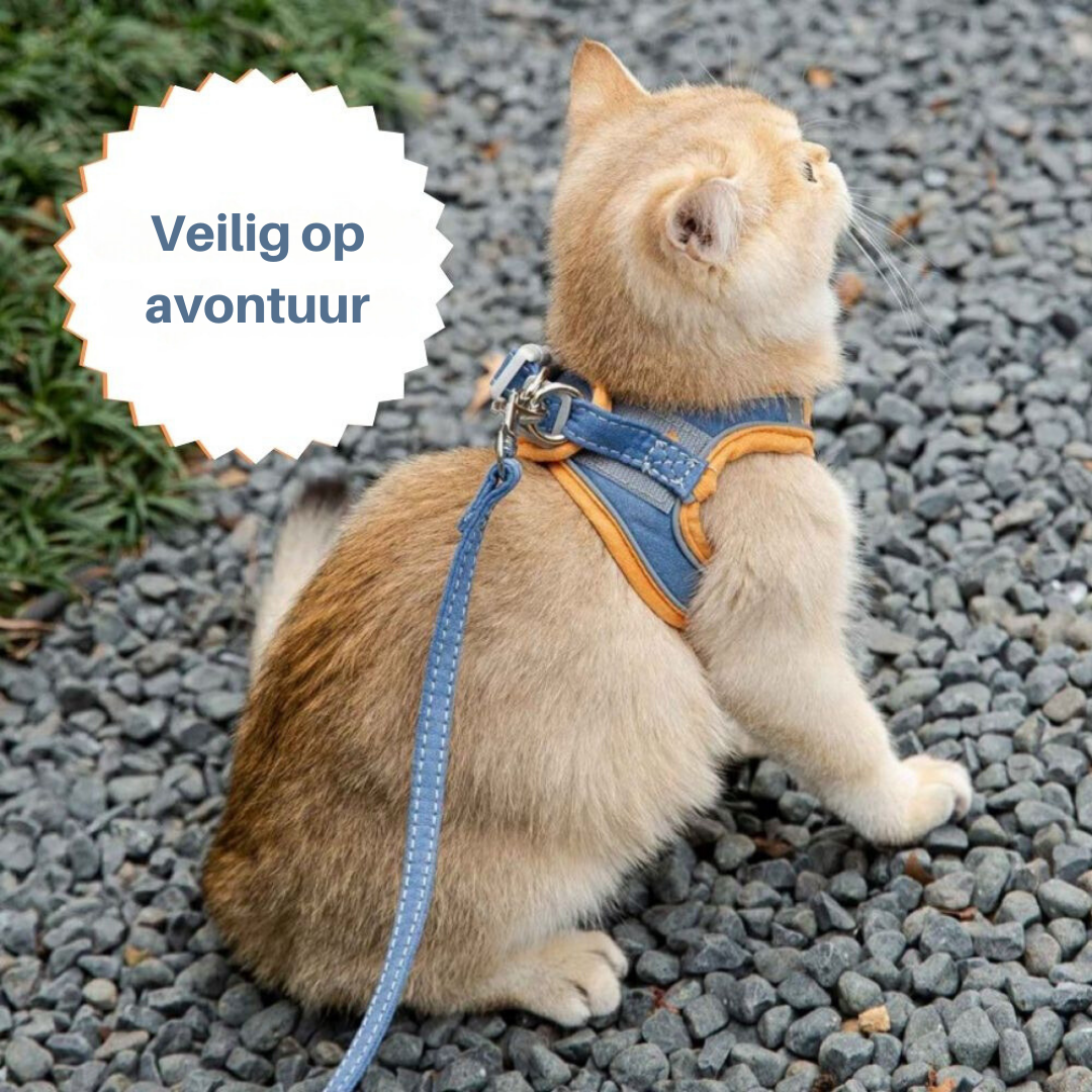 Katze mit blauem Geschirr und Leine auf Kiesweg, bereit für Abenteuer im Freien.