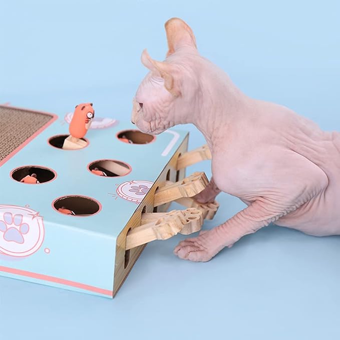 Sphynx-Katze spielt mit interaktivem Spielzeug aus Holz und Pappe, blau, mit Löchern und Figuren.