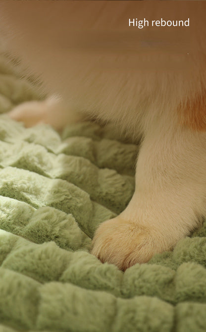 Hundepfote auf grünem, weichem Hundebett mit hoher Rückfederung, Komfort für Haustiere.