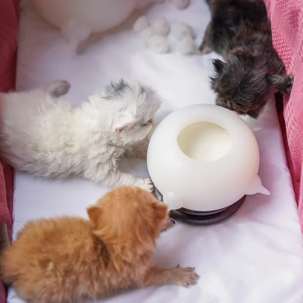 Drei Kätzchen spielen mit weißem Katzenspielzeug auf rosa Decke.