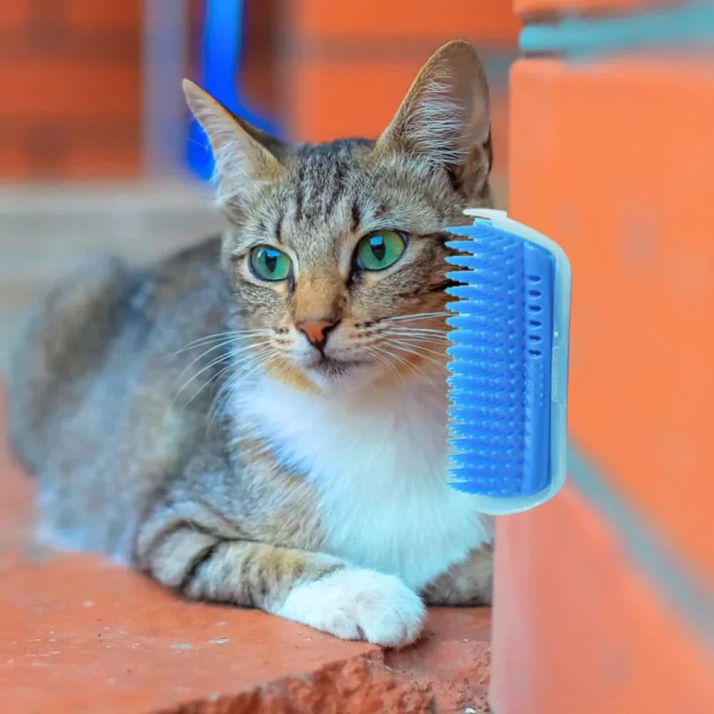 Katze reibt sich an blauer Katzenbürste, Selbstpflege, Haustierpflege, Ziegelhintergrund.