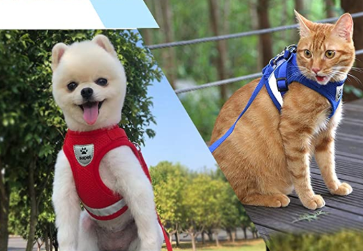 Rotes Hundegeschirr und blaues Katzengeschirr im Freien, Haustierbedarf, Spaziergang.