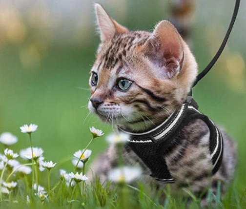 Braunes Kätzchen im schwarzen Katzengeschirr auf Wiese mit Gänseblümchen, Haustierbedarf.