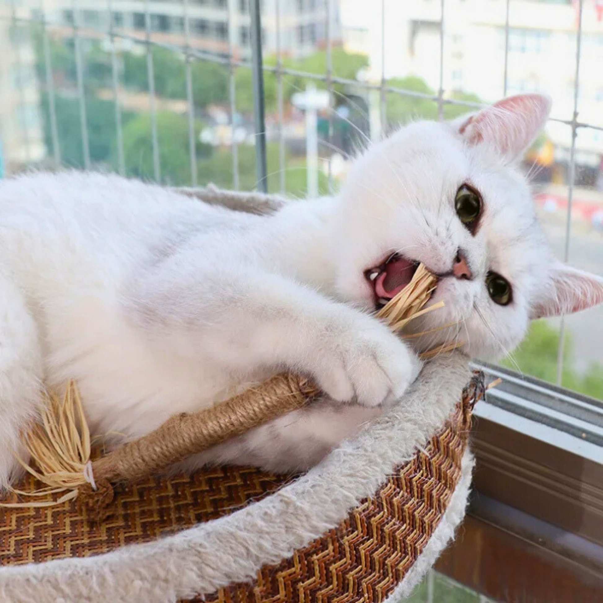Weiße Katze spielt mit Kratzbaum, Fensterhintergrund, Haustier, Katzenzubehör, Innenraum.