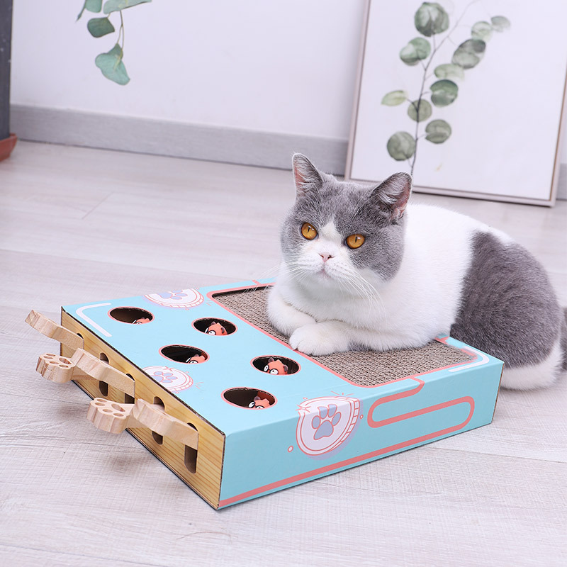 Graue Katze auf blauem interaktivem Katzenspielzeug aus Karton mit Löchern und Kratzfläche.