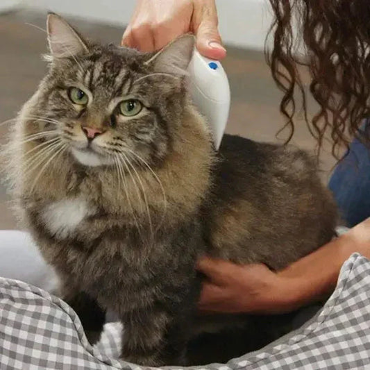 Person bürstet langhaarige Katze mit Fellpflegegerät im Wohnzimmer.