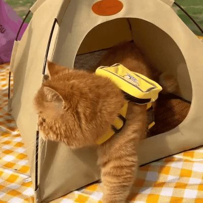 Rote Katze mit gelbem Rucksack in Zelt auf Picknickdecke, Haustierzubehör, Outdoor-Abenteuer.