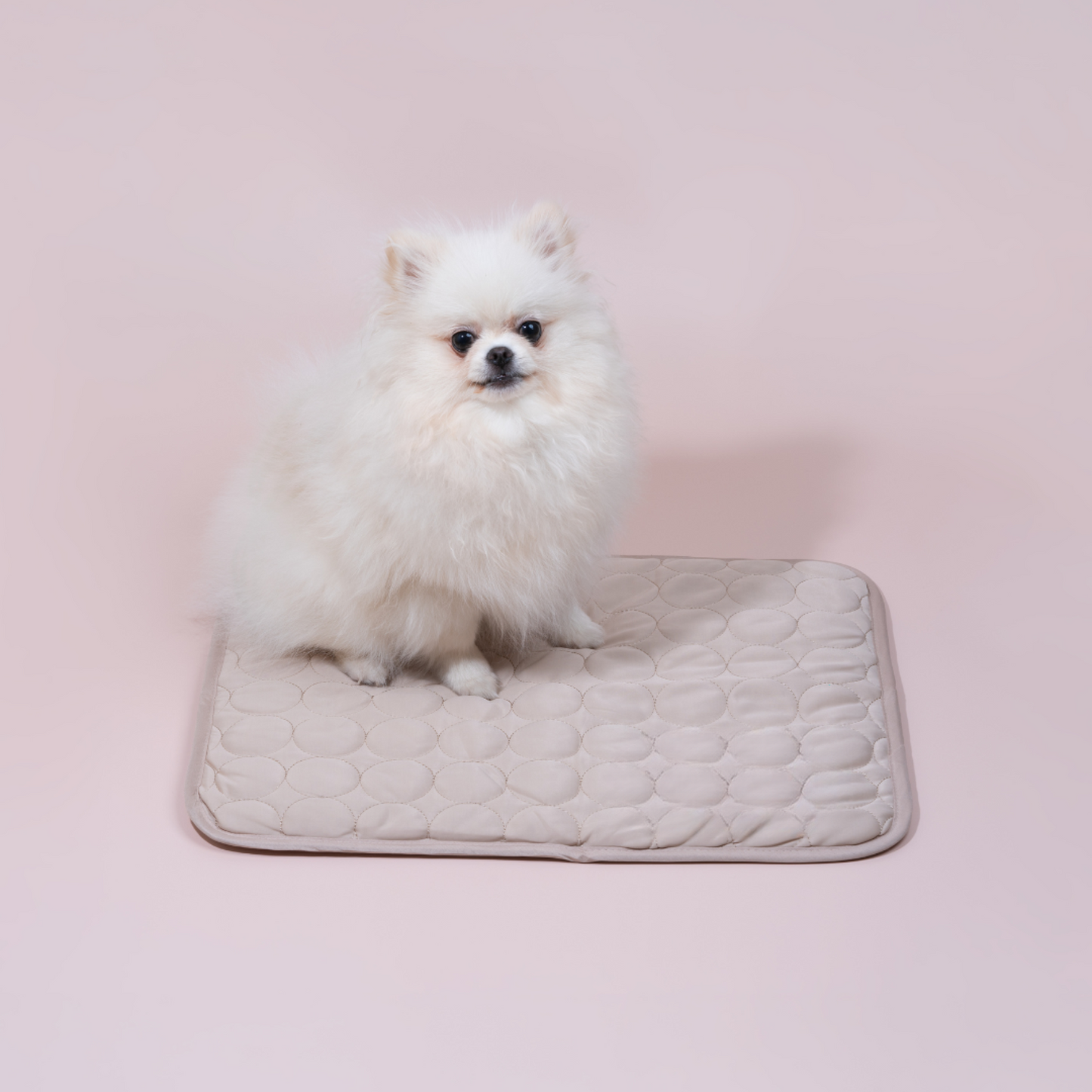 Weißer Pomeranian auf beiger Hundematte, Haustierbedarf, flauschiger Hund, Tierzubehör.