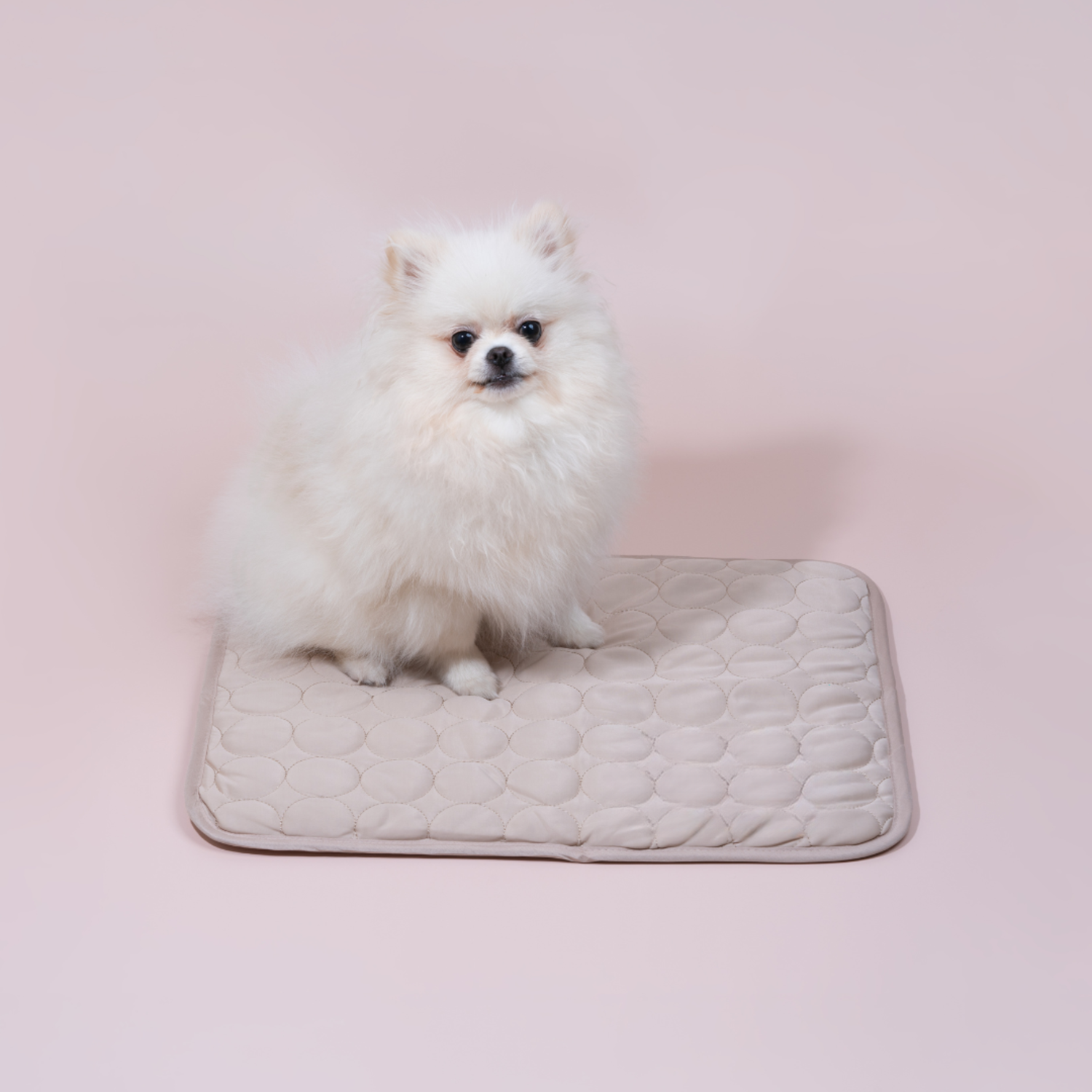 Weißer Pomeranian auf beiger Hundematte, Haustierbedarf, flauschiger Hund, Tierzubehör.
