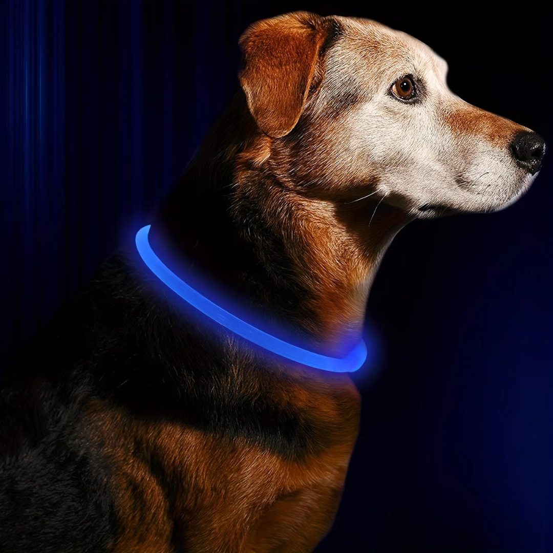 Hund mit blauem LED-Leuchthalsband, Nacht, Sicherheit, reflektierend, Haustierzubehör.