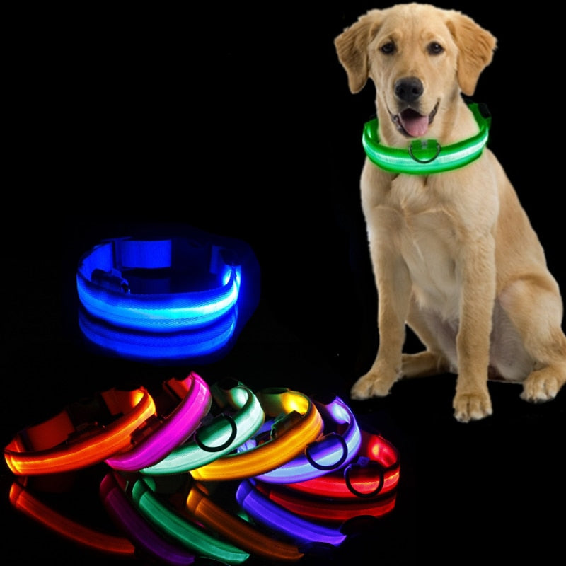 Leuchtendes LED-Hundehalsband, bunt, für Sicherheit und Sichtbarkeit bei Nacht.
