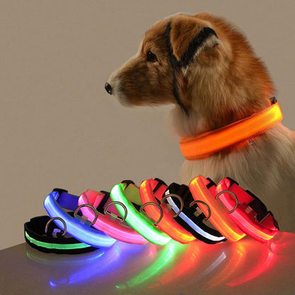 Hund mit leuchtendem LED-Halsband, verschiedene Farben, Sicherheitszubehör für Haustiere.
