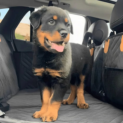 Rottweilervalp står uppmärksam och flåsar på det mörka skyddet i ett baksäte, med nätficka på sidoväggen. 10
