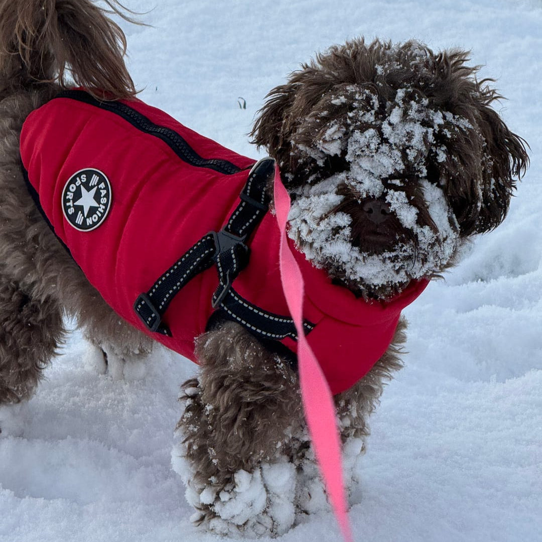 Lurvig brun hund med snö i ansiktet står i snön i röd vadderad jacka med sele och rosa koppel. 11
