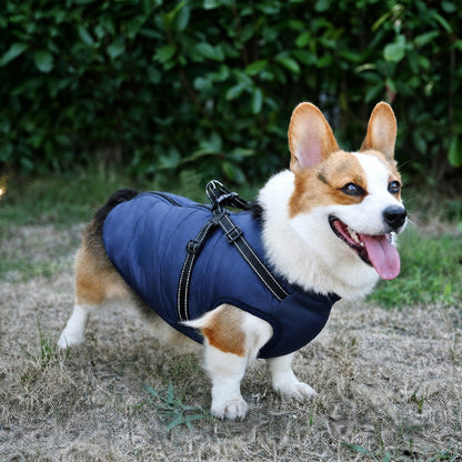 Glad corgi står utomhus i marinblå vadderad jacka där selen med reflexband syns på ryggen. 3