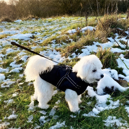 Vit lurvig hund i svart vadderad jacka med sele, kopplad, står på snöfläckigt gräs. 13