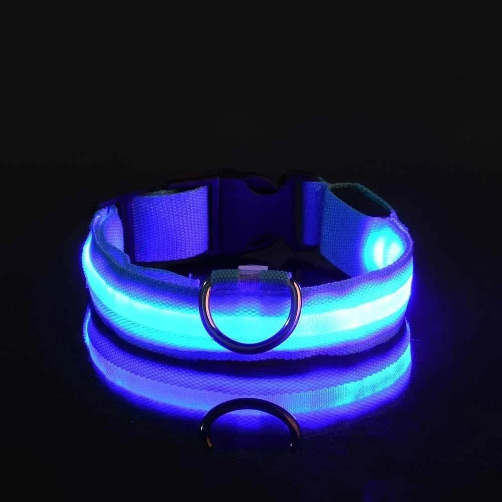 Blått halsband med lysande LED-rand mot svart bakgrund, med D-ring av metall och spegling i underlaget. 4