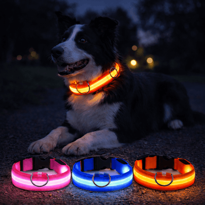 Border collie ligger på marken i mörkret med ett orange lysande halsband, framför tre lysande halsband i rosa, blått och orange. 3